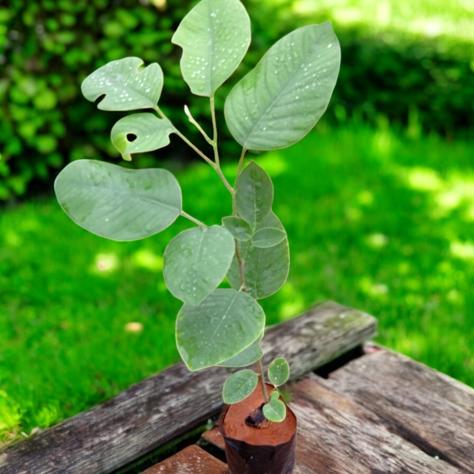 Red Sandalwood - Laal Chandan (Pterocarpus Santalinus) Plant